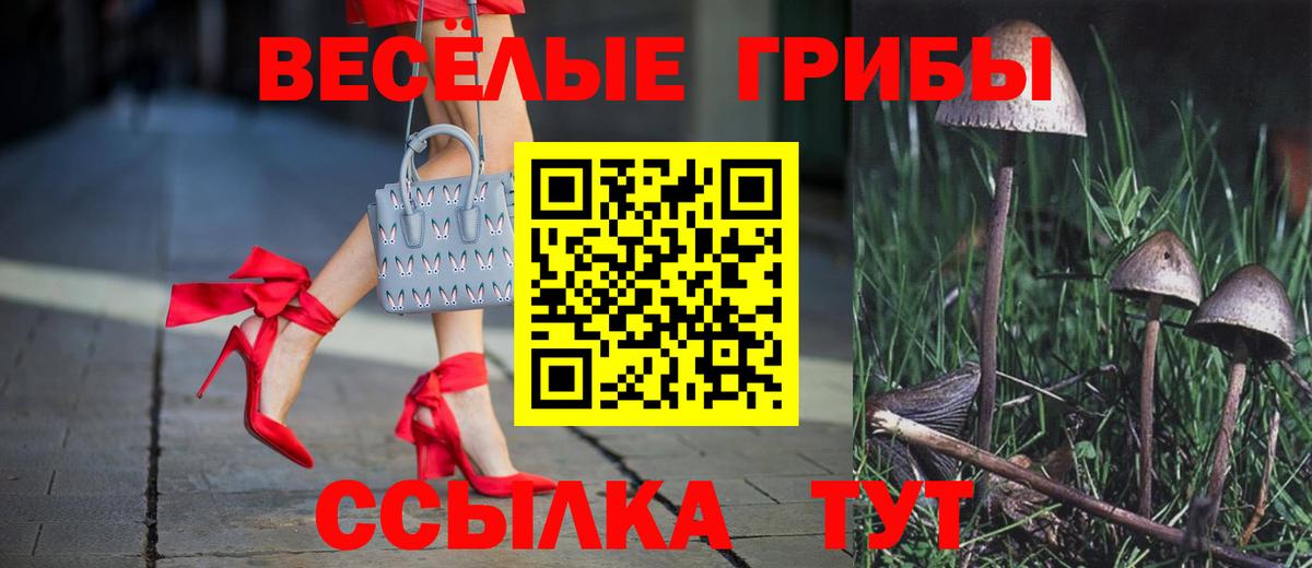 Псилоцибиновые грибы MAGIC MUSHROOMS  Вход с VPN  Балтийск  Галлюциногенные грибы Psilocybine cubensis 